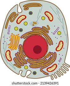 495 Golgi apparatus Stock Vectors, Images & Vector Art | Shutterstock