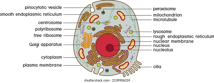 Animal cell structure. Educational material for biology lesson