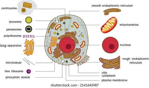 Animal Cell Structure. Educational Material With Animal Cell Parts For Biology Lesson