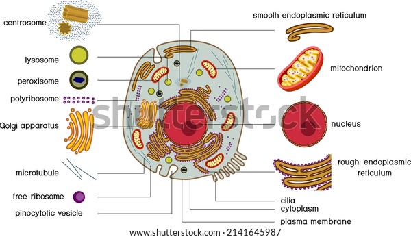 Animal cell structure. Educational\
material with animal cell parts for biology\
lesson