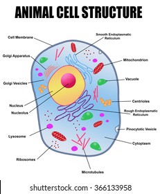 Animal cell structure on white background, vector illustration (Helpful for Education & Schools)