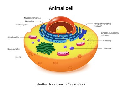 Animal cell structure with organelles. Anatomy of animal cell cross section. Cell biology.