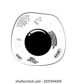 Animal Cell Structure With: Nucleus, Mitochondria, Membrane, Centrosome, Ribosome, Golgi Apparatus. Black And White Vector. Line Icon. Illustration For Your Coloring. For Science And Educational Use