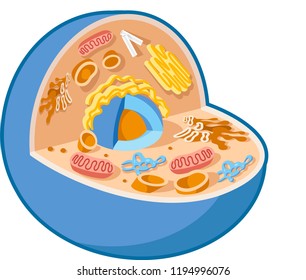 Animal Cell Vector