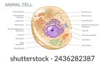 Animal cells are eukaryotic cells enclosed by a cell membrane. Internally, it comprises of various cell organelles and a membrane-bound nucleus vector illustration.