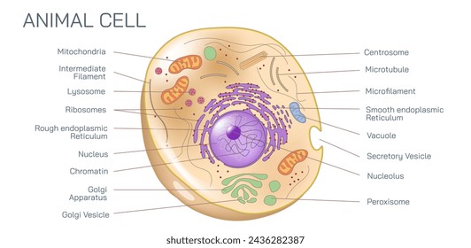 Animal cells are eukaryotic cells enclosed by a cell membrane. Internally, it comprises of various cell organelles and a membrane-bound nucleus vector illustration.