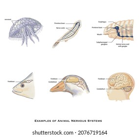 Animal Central Nervous System Vektor