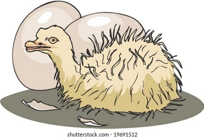 Animal Character