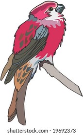 Animal Character