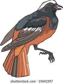 Animal Character