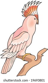 Animal Character