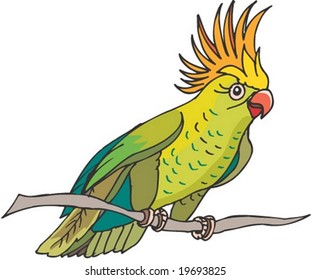 Animal Character