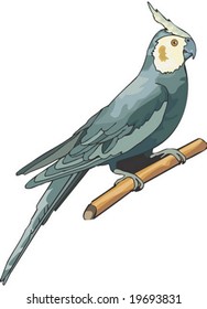 Animal Character