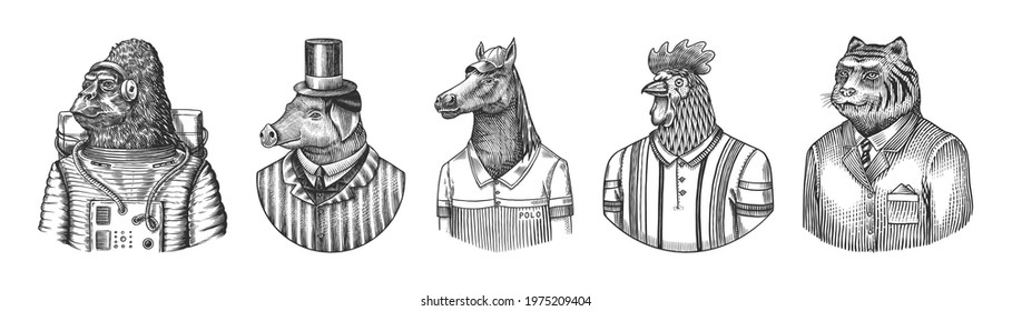  Animal character. Gorilla monkey astronaut. Pig hairdresser or vitorian gentleman. Horse polo player. Rooster tennis player. Tiger doctor in a suit. Engraved old illustration. Hand drawn sketch.