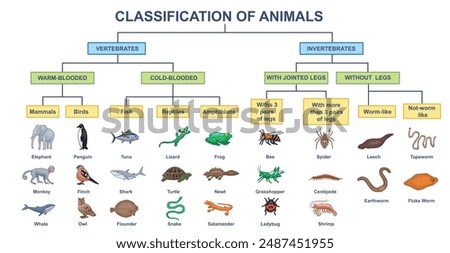 Animal classification diagram. Educational infographics for studying biology and wildlife. Scheme with vertebrate and invertebrate animals. Flat vector illustration isolated on white background