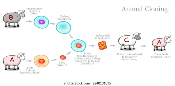 Animal cloning diagram. Genetically identical copy. Somatic cell nuclear transfer. Clone dolly sheep steps. Electricity, embryo,  carrier foster mother. Biotechnology example. Vector svg