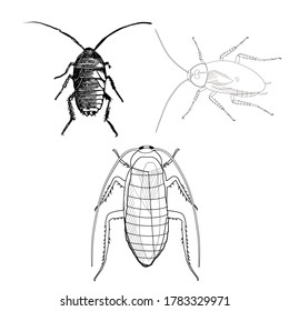Animal Cockroach vector illustration black and white simple handrawn