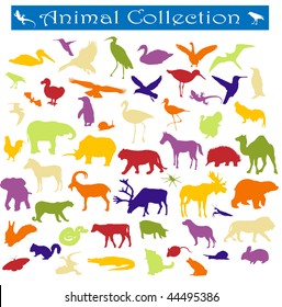 animal collection