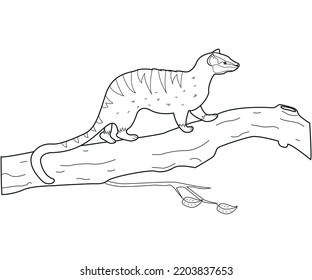 Animal Common Palm Civet Tropical