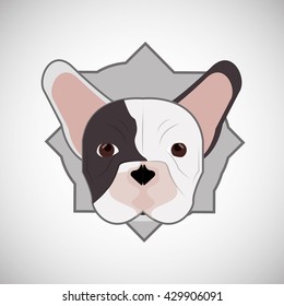 Animal design. french bull dog icon. Isolated illustration , vector