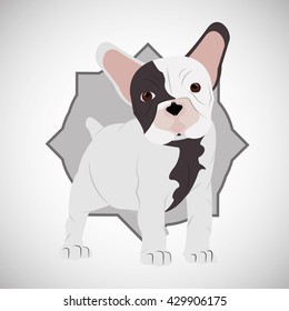 Animal Design. French Bull Dog Icon. Isolated Illustration , Vector