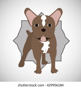 Animal design. french bull dog icon. Isolated illustration , vector