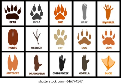 Gorilla Footprint Images, Stock Photos & Vectors | Shutterstock