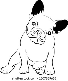 Animal Dog breed french bulldog vector illustration graphic design,