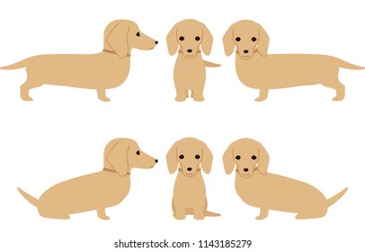 
Animal dog dachshund
