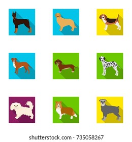 Animal, domestic, dachshund, and other web icon in flat style.Dachshund, husky, beagle, icons in set collection.