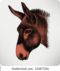 Animal donkey, hand-drawing. Vector illustration.