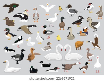 Animal Duck Swan Goose Characters Cartoon Vector