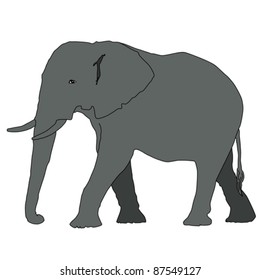 animal - elephant, vector