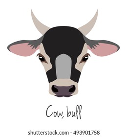 Animal of a farm. Vector flat cartoon cow, bull, calf,  head  closup face isolated, poster, banner, print, advertisement, web design element. Domestic animals. livestock.