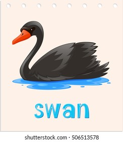 Animal flashcard with swan on water illustration