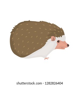 animal flat color hedgehog icon