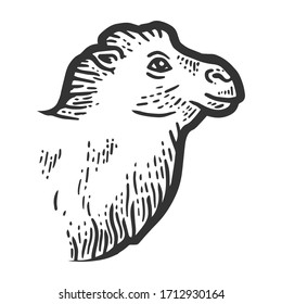 Tierfluffig, der Kamelkopf. Seitenansicht. Sketch-Kratzer-Imitation. Gravur der Vektorillustration