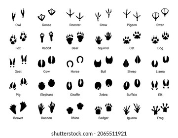 Animal footprint. Black silhouettes of different wild animals and birds steps, cat dog goose pigeon owl crow swan rooster raccoon iguana footprints. Vector set