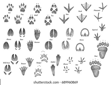 Animal footprint collection illustration, drawing, engraving, ink, line art, vector