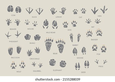 127,337 Animal Track Images, Stock Photos, 3D objects, & Vectors
