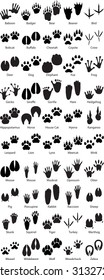 Animal Footprint Tracks