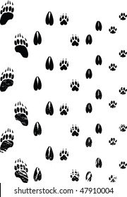 animal footprints