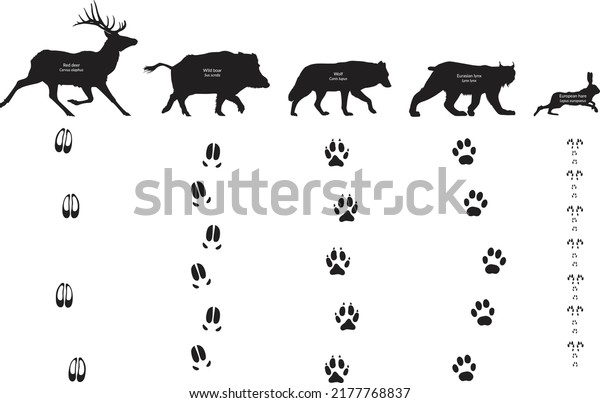 Animal Footprints Canis Lupus Lynx Lynx Stock Vector (Royalty Free ...