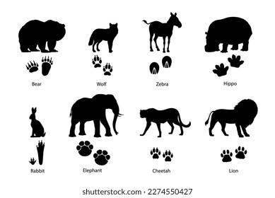 Animal footprints and silhouettes. Grizzly bear, wolf, zebra and hippopotamus, rabbit or hare, african elephant, cheetah savannah and lion wild cats silhouettes and animals paws vector footprints svg
