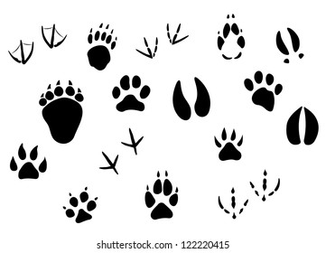 Animal footprints and tracks isolated on white for wildlife concept design. Jpeg version also available in gallery