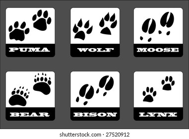 animal footprints. Vector