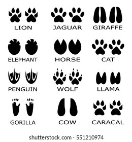 Animal footprints vector. Set foot prints  animals