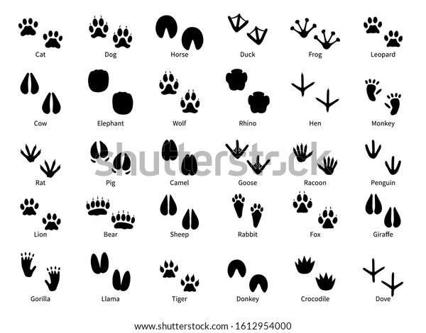 Animal footprints. Walking track\
animals paw with name, pets tracks, bird and wild animals trail,\
wildlife safari feet silhouette isolated vector foot\
prints