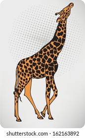 Animal giraffe. Vector illustration.