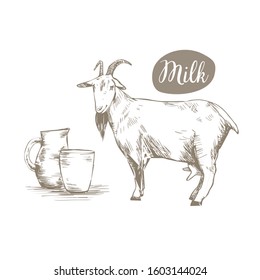 Animal goat on a white background. Hand drawing. Goat's milk in a mug. Isolated background. Can be used for cosmetics, food, cheese, cottage cheese, milk. Vector illustration. Sketch.